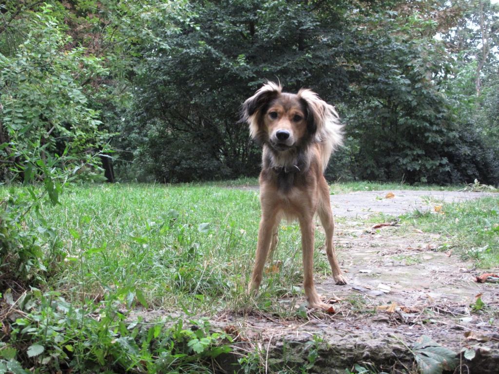 Львовская собачка - Улицами Львова