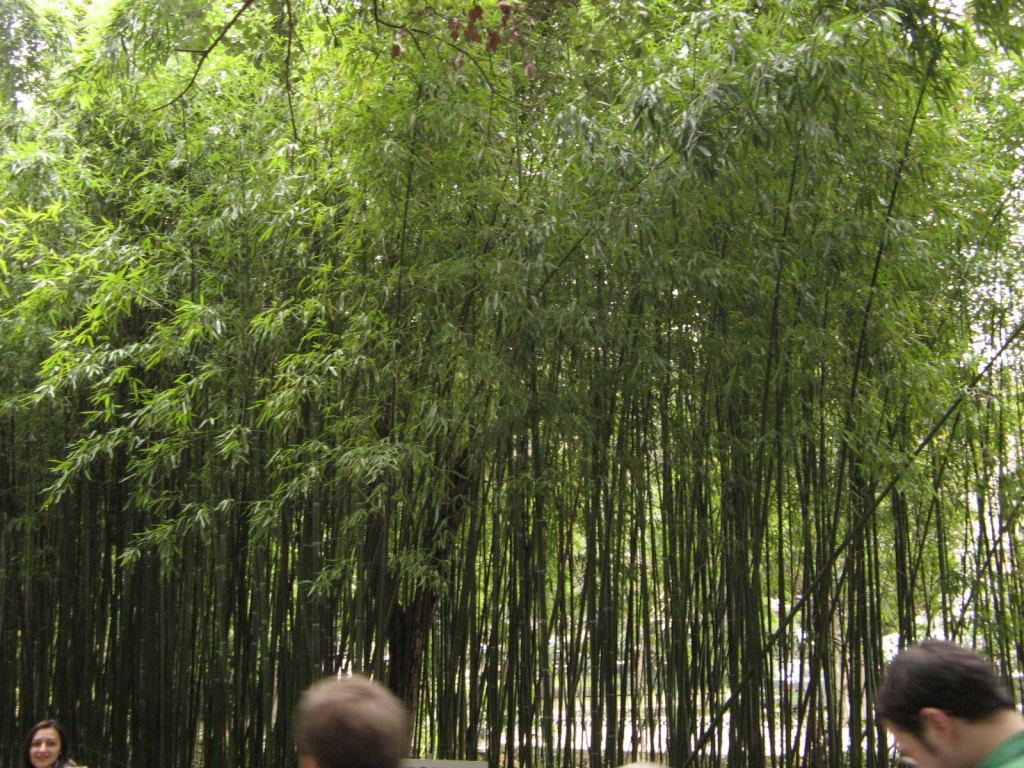 Фото 10 - Никитский ботанический сад (Крым)