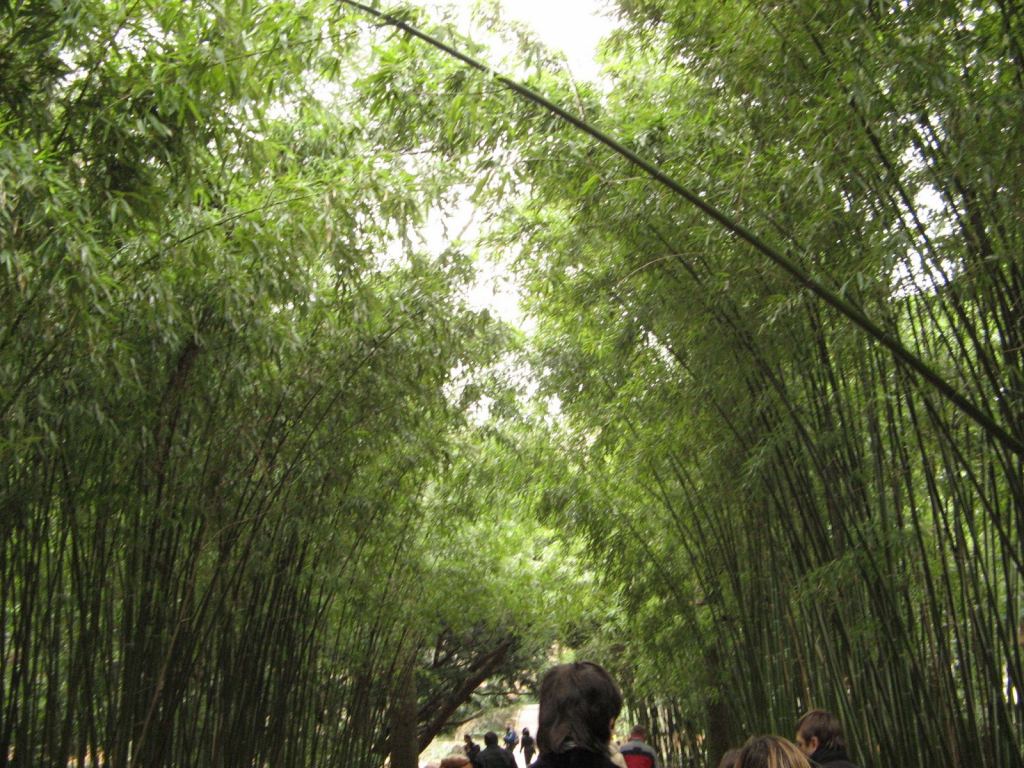 Фото 11 - Никитский ботанический сад (Крым)