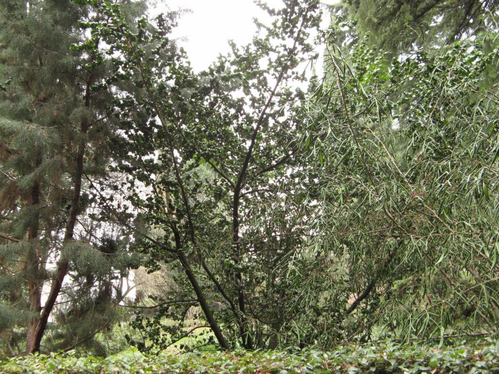 Фото 13 - Никитский ботанический сад (Крым)