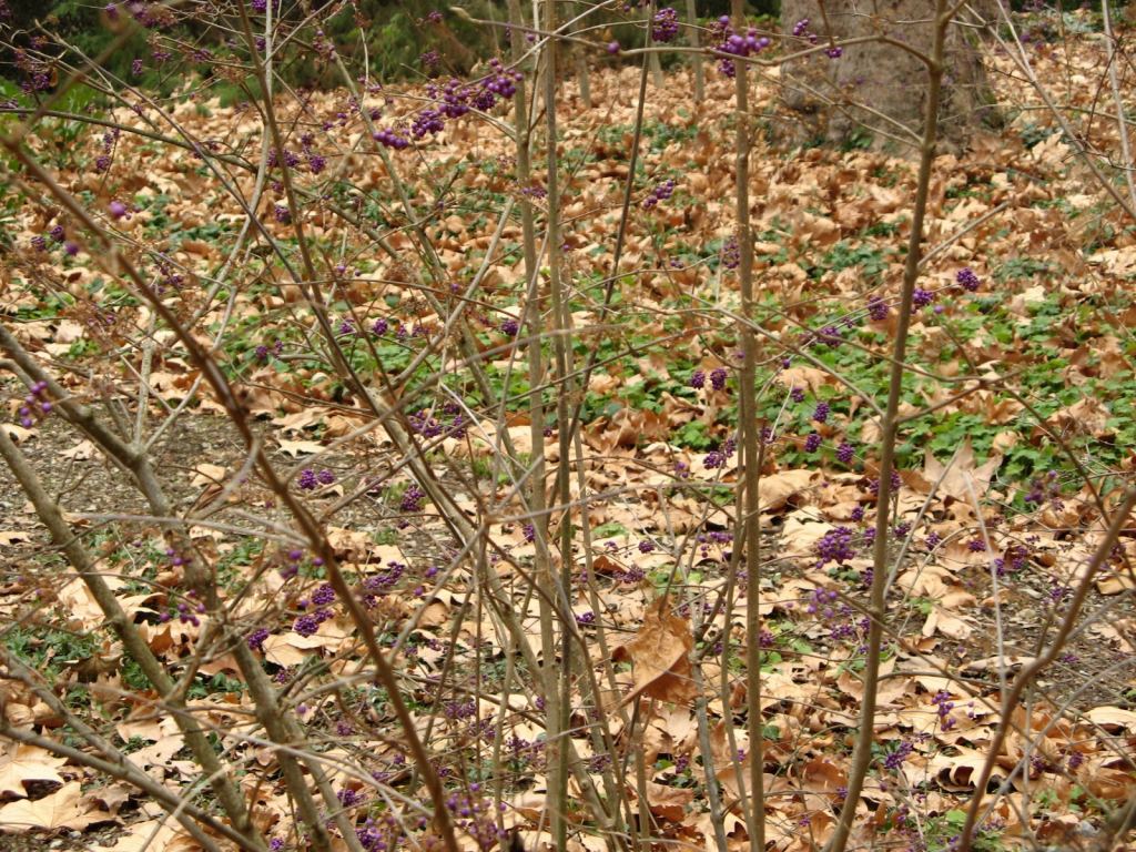 Фото 19 - Никитский ботанический сад (Крым)