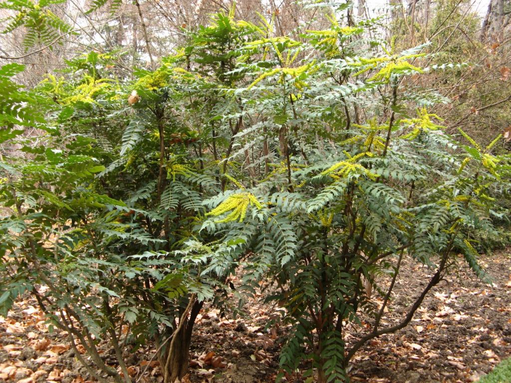 Фото 21 - Никитский ботанический сад (Крым)