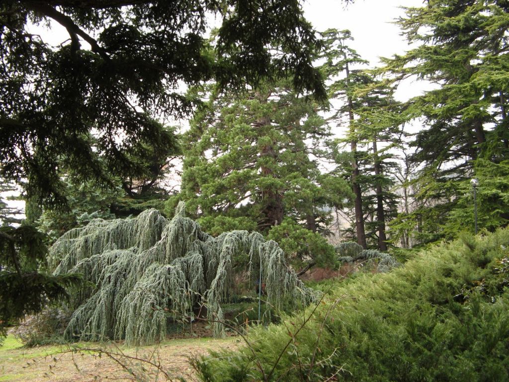 Фото 29 - Никитский ботанический сад (Крым)