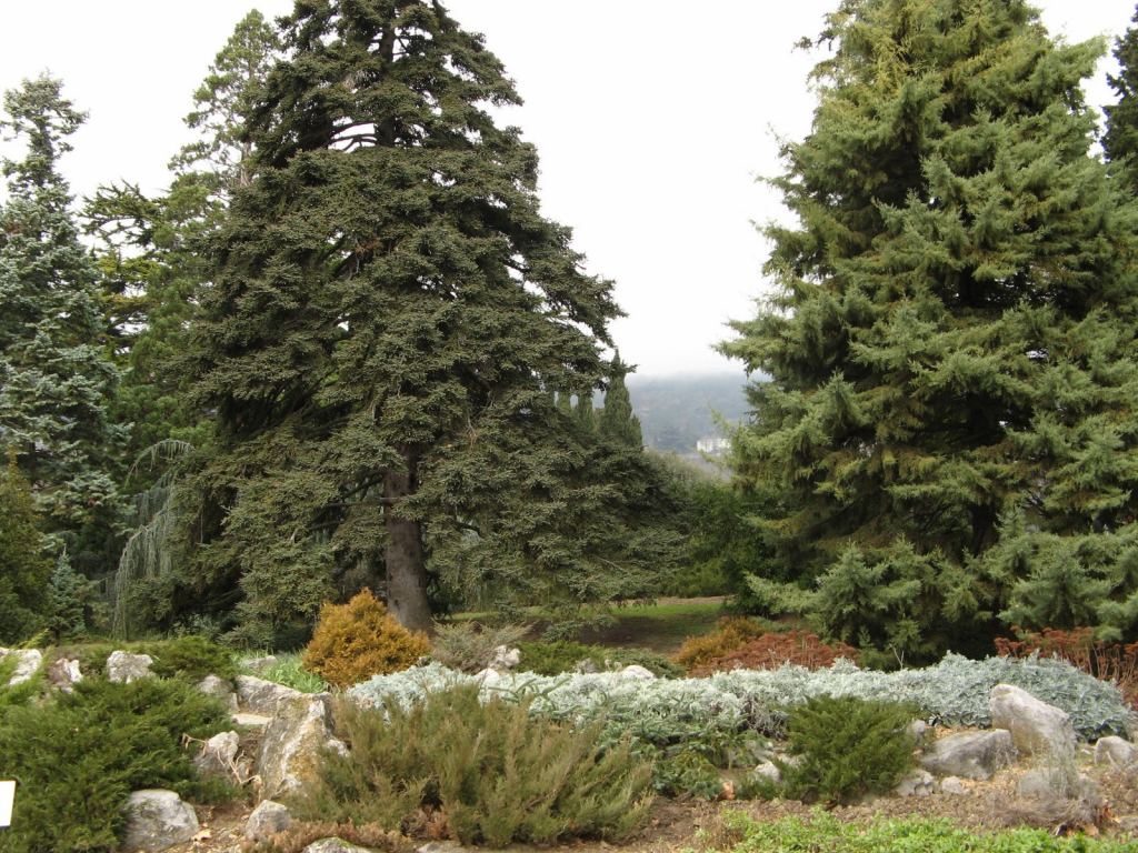 Фото 33 - Никитский ботанический сад (Крым)