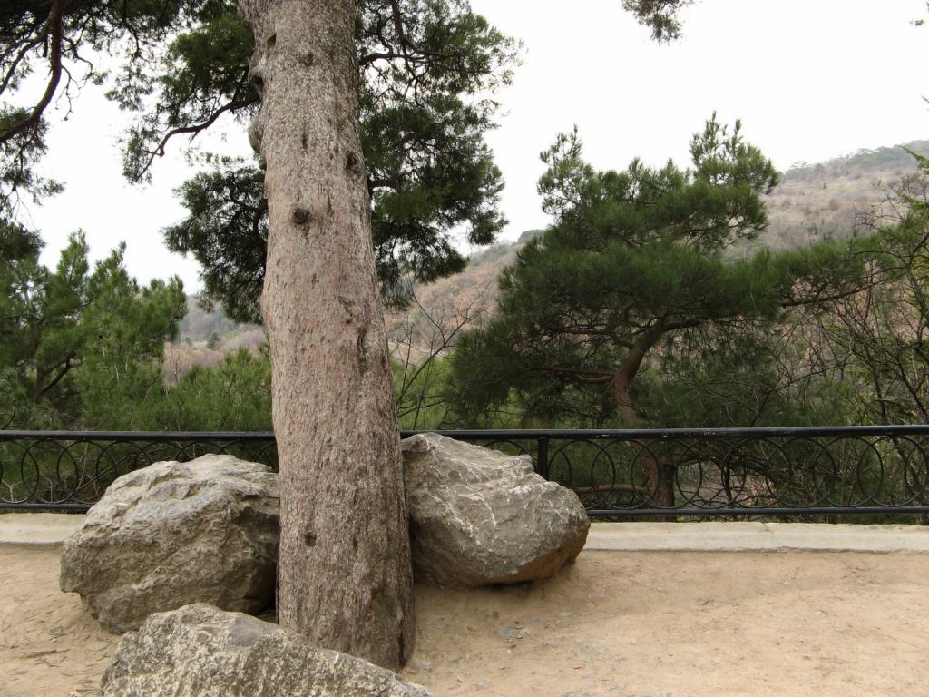 Фото 35 - Никитский ботанический сад (Крым)