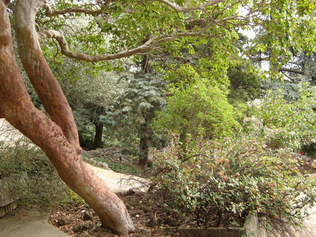 Фото 38 - Никитский ботанический сад (Крым)