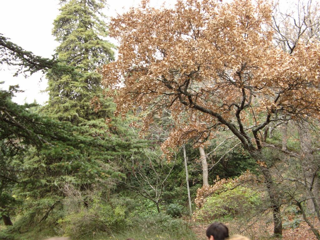 Фото 40 - Никитский ботанический сад (Крым)