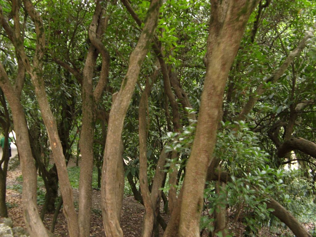 Фото 46 - Никитский ботанический сад (Крым)