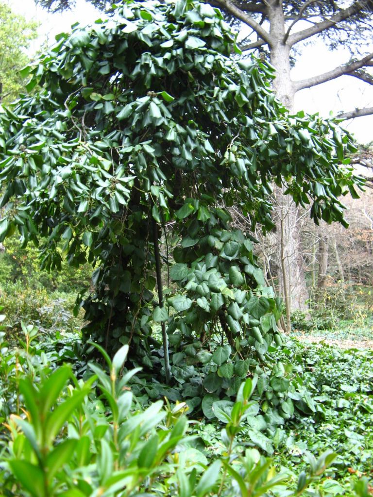 Фото 52 - Никитский ботанический сад (Крым)