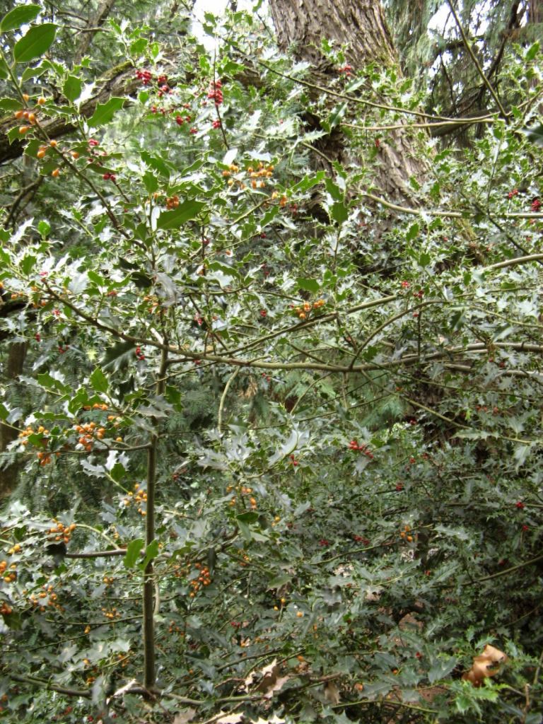 Фото 54 - Никитский ботанический сад (Крым)