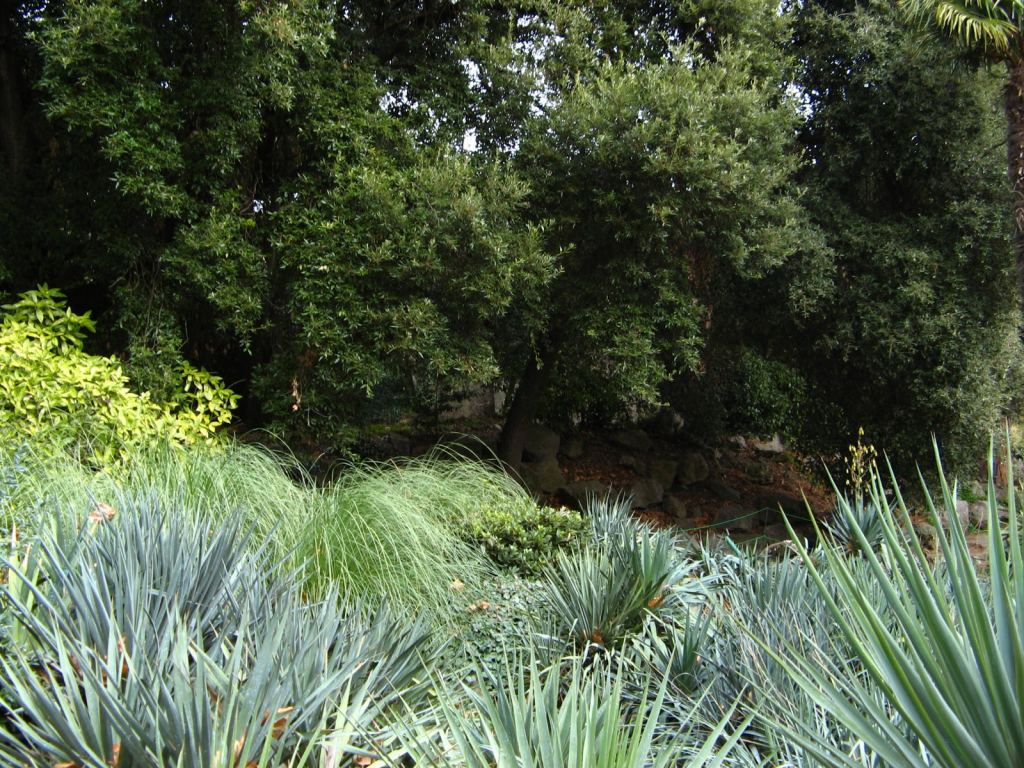 Фото 55 - Никитский ботанический сад (Крым)