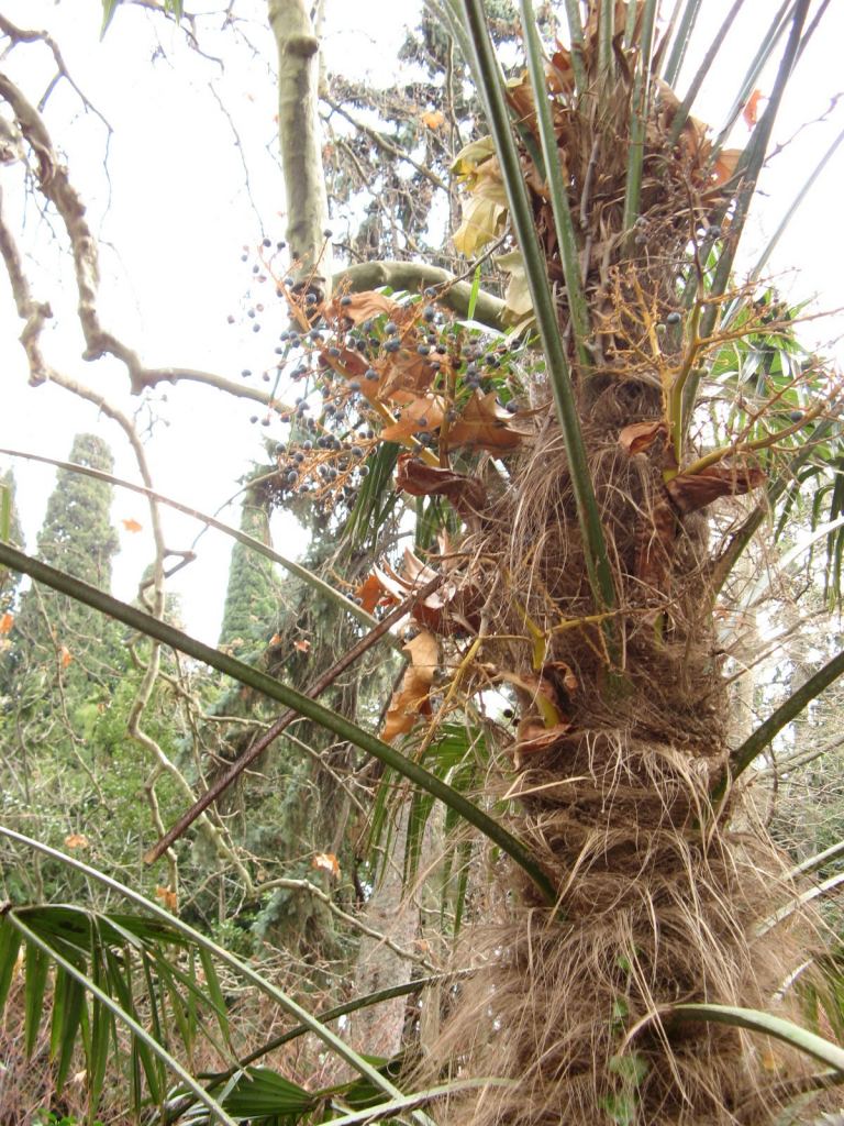 Фото 63 - Никитский ботанический сад (Крым)