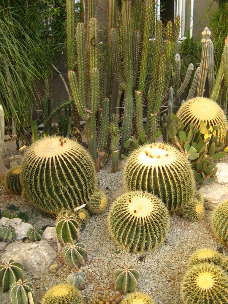 Фото 80 - Никитский ботанический сад (Крым)