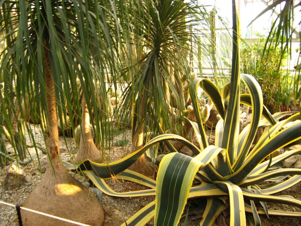 Фото 82 - Никитский ботанический сад (Крым)