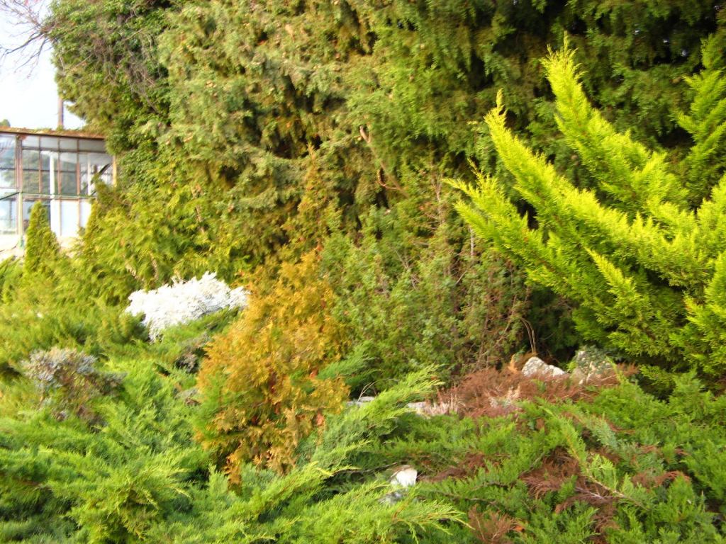 Фото 85 - Никитский ботанический сад (Крым)