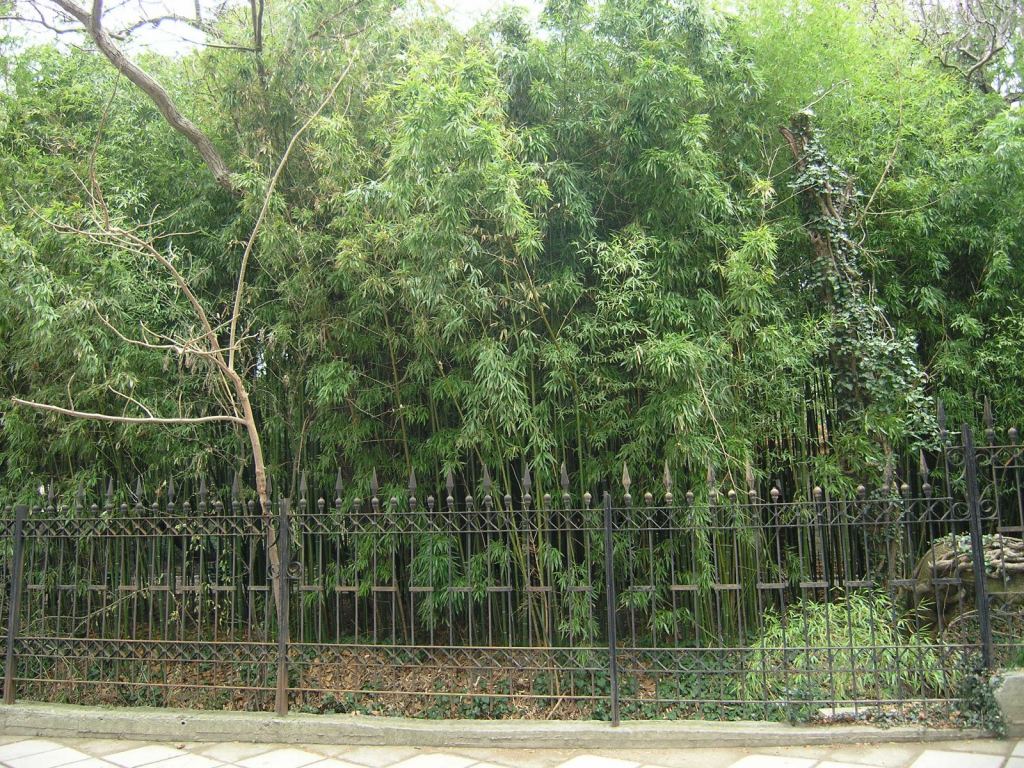 Фото 86 - Никитский ботанический сад (Крым)