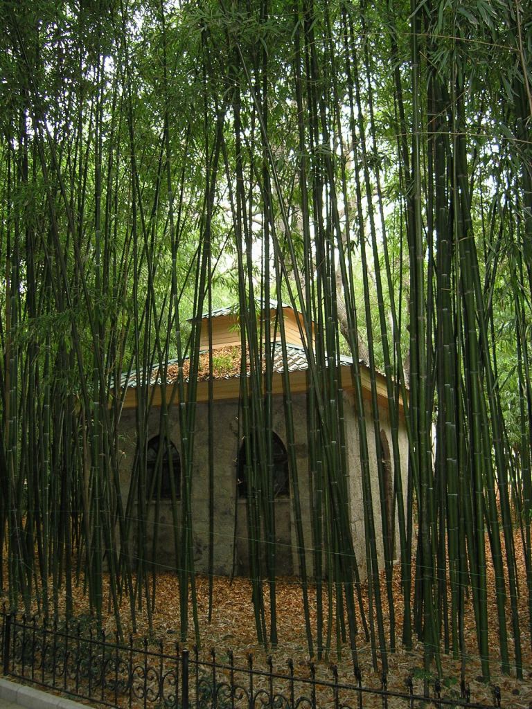 Фото 88 - Никитский ботанический сад (Крым)