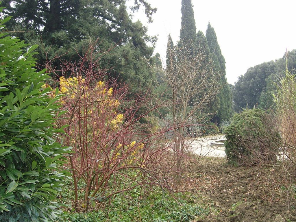 Фото 90 - Никитский ботанический сад (Крым)