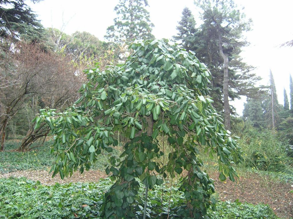 Фото 95 - Никитский ботанический сад (Крым)