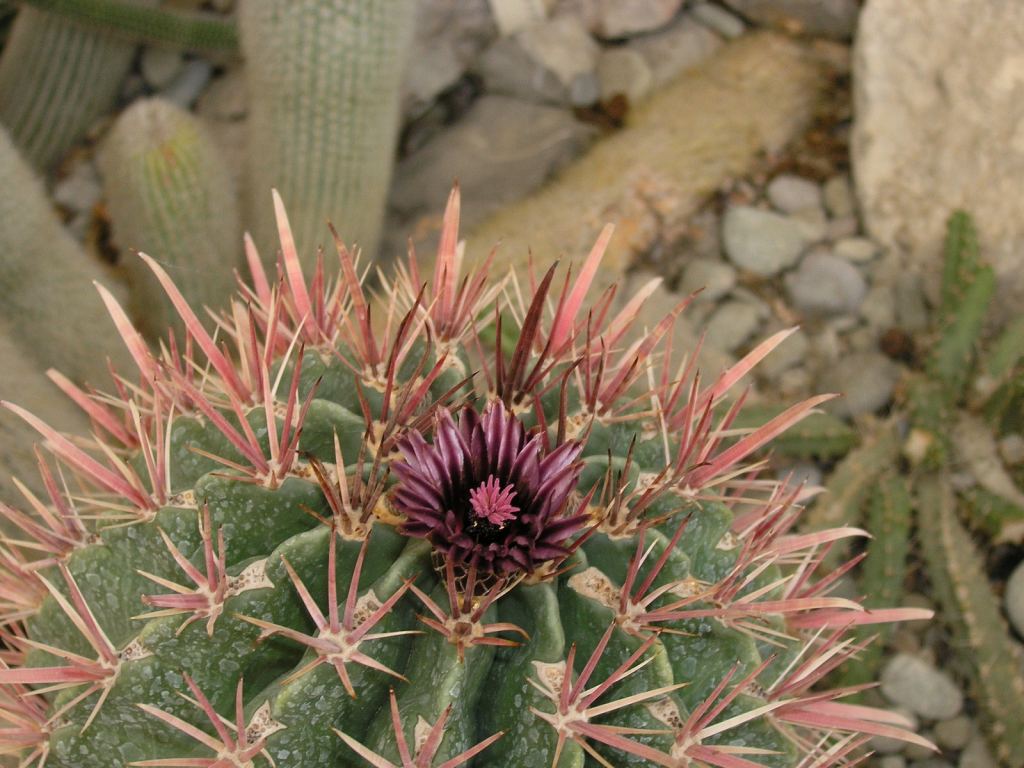 Фото 102 - Никитский ботанический сад (Крым)