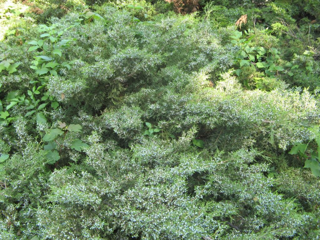 Фото 5 - Весенний парк Победы