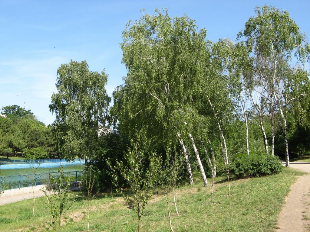 Фото 12 - Весенний парк Победы