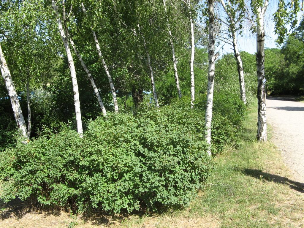 Фото 13 - Весенний парк Победы