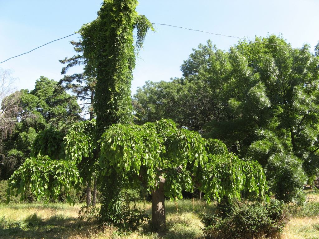 Фото 23 - Весенний парк Победы