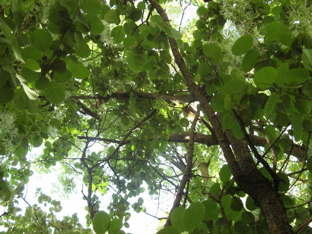 Фото 32 - Весенний парк Победы