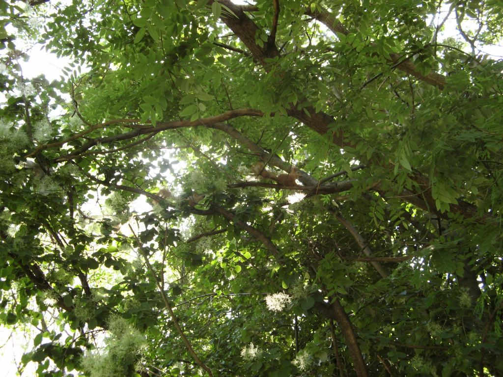 Фото 33 - Весенний парк Победы