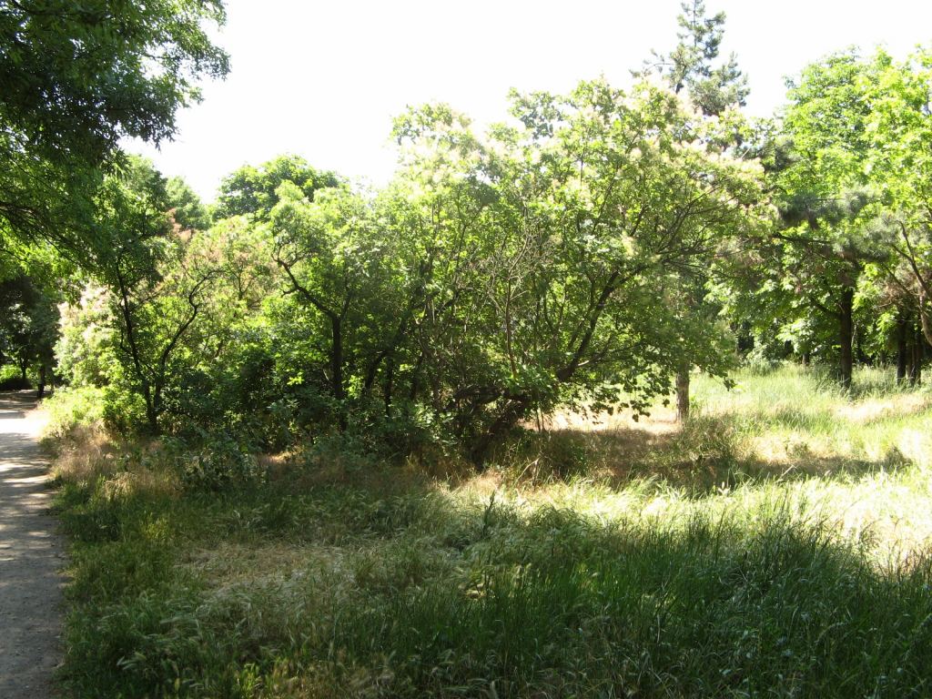 Фото 35 - Весенний парк Победы