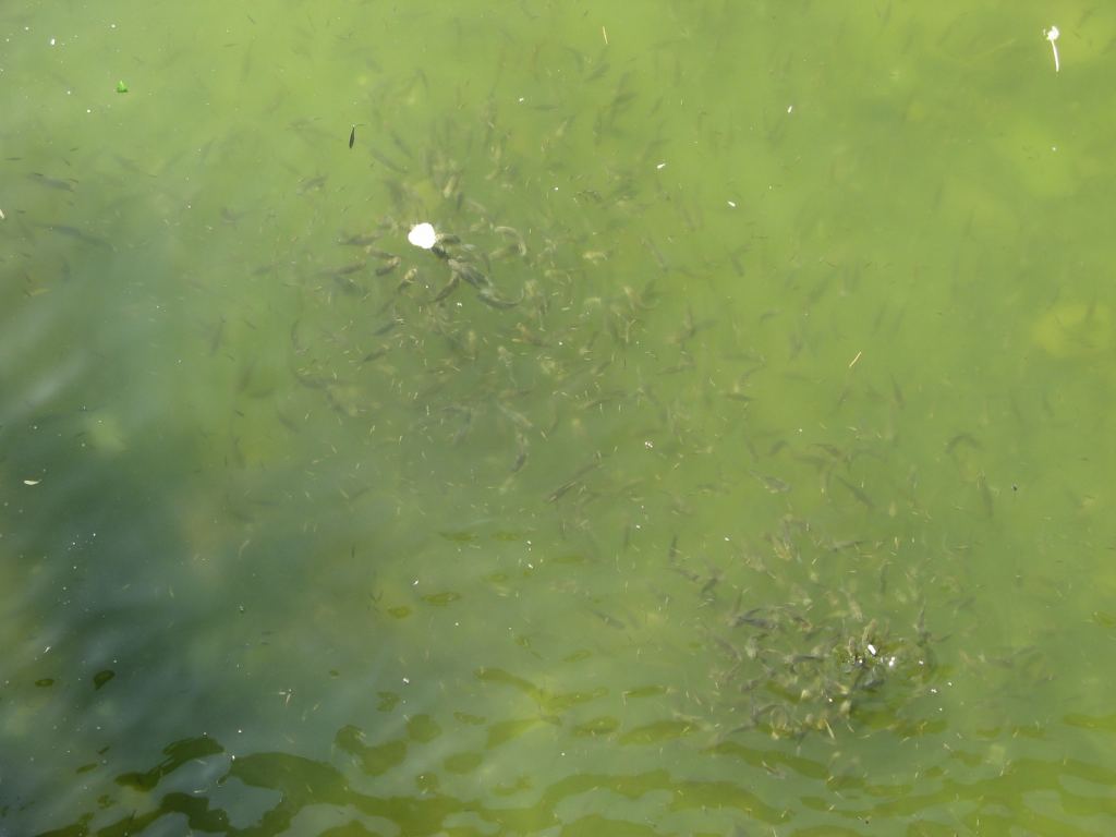 Фото 41 - Весенний парк Победы