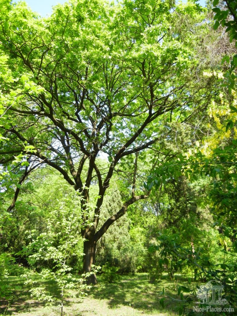 Фото 9 - Одесский Ботанический сад весной