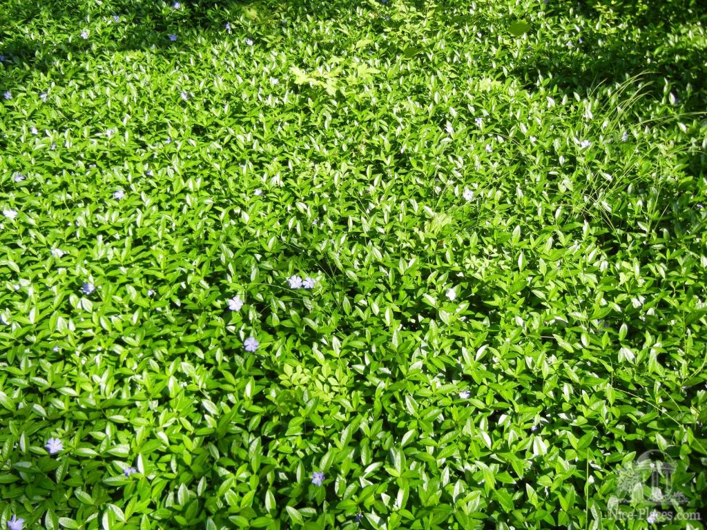 Заросли барвинка - Одесский Ботанический сад весной