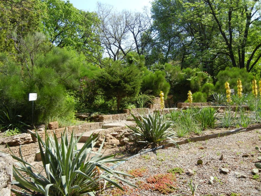 Мексиканская горка.  - Одесский Ботанический сад весной