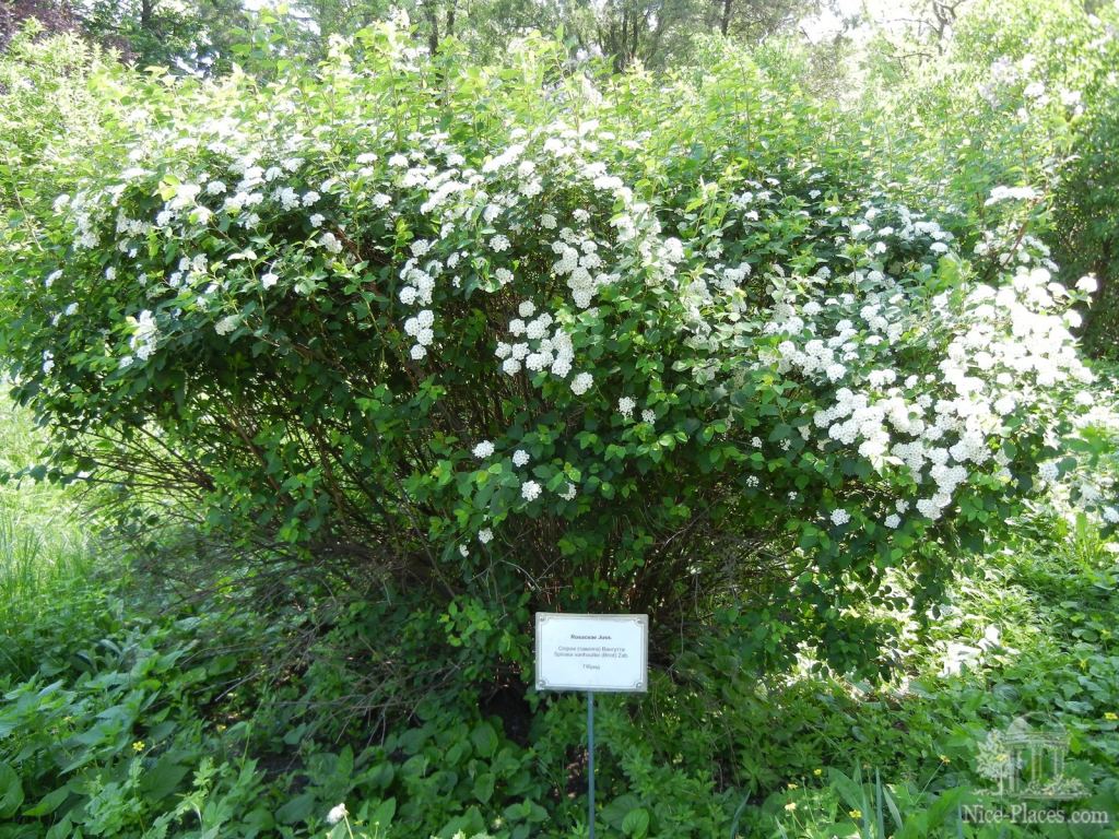 Невеста, медуница, а по научному Спирея Вангутта - Одесский Ботанический сад весной