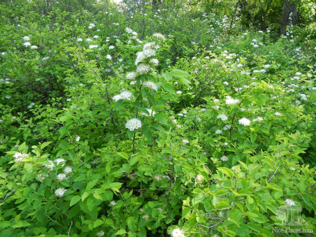 Один из видов спиреи - Одесский Ботанический сад весной