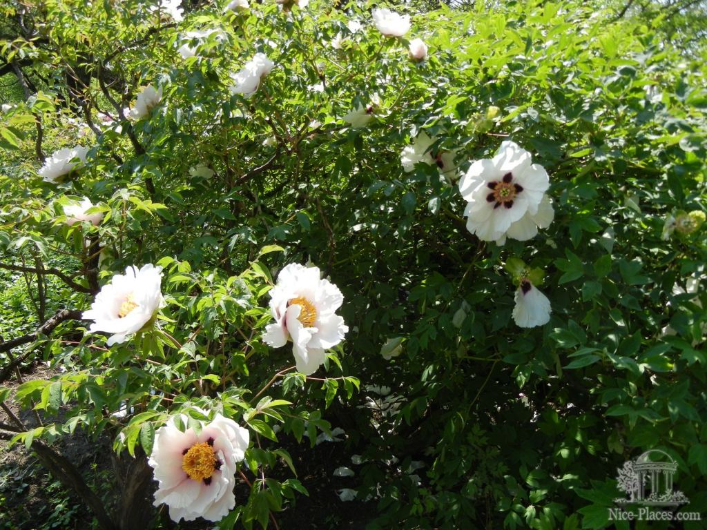 Этим кустарникам, как нам сказали, около 60 лет - Одесский Ботанический сад весной