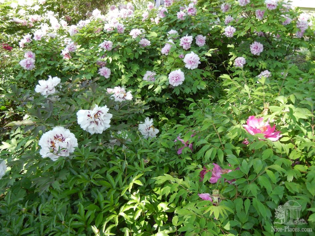 Фото 31 - Одесский Ботанический сад весной