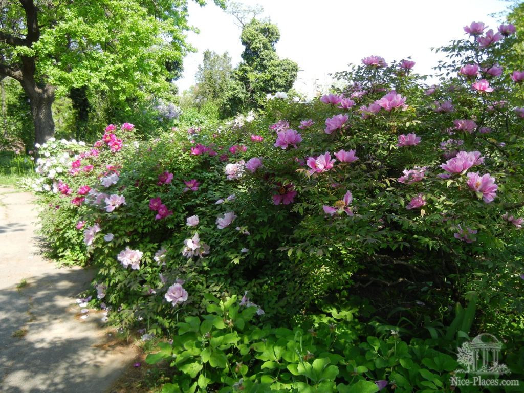 Фото 35 - Одесский Ботанический сад весной