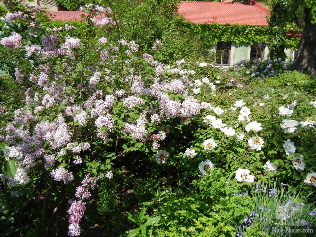 Фото 36 - Одесский Ботанический сад весной