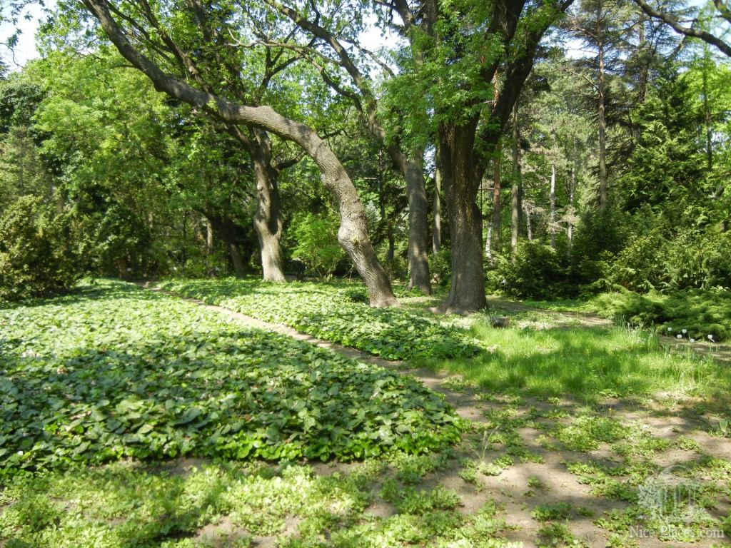 Фото 48 - Одесский Ботанический сад весной