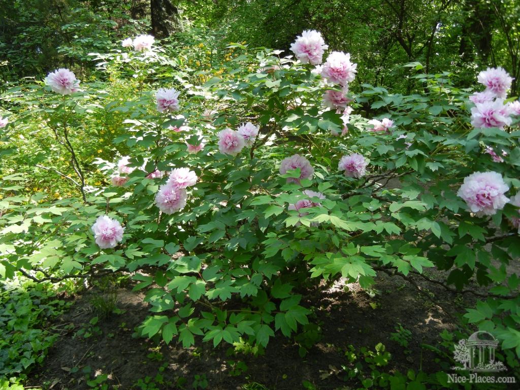 Полянка пионов у входа в сад - Одесский Ботанический сад весной