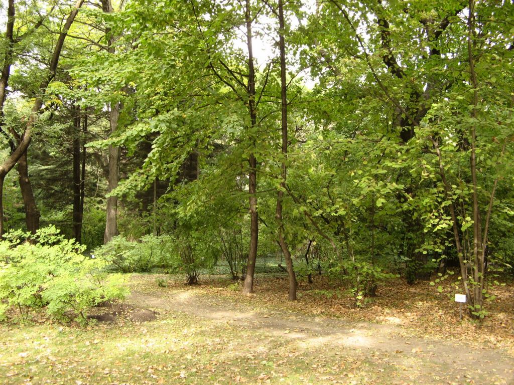 Много в саду троп и тропинок - земляных или из гравия - Одесский Ботанический сад осенью