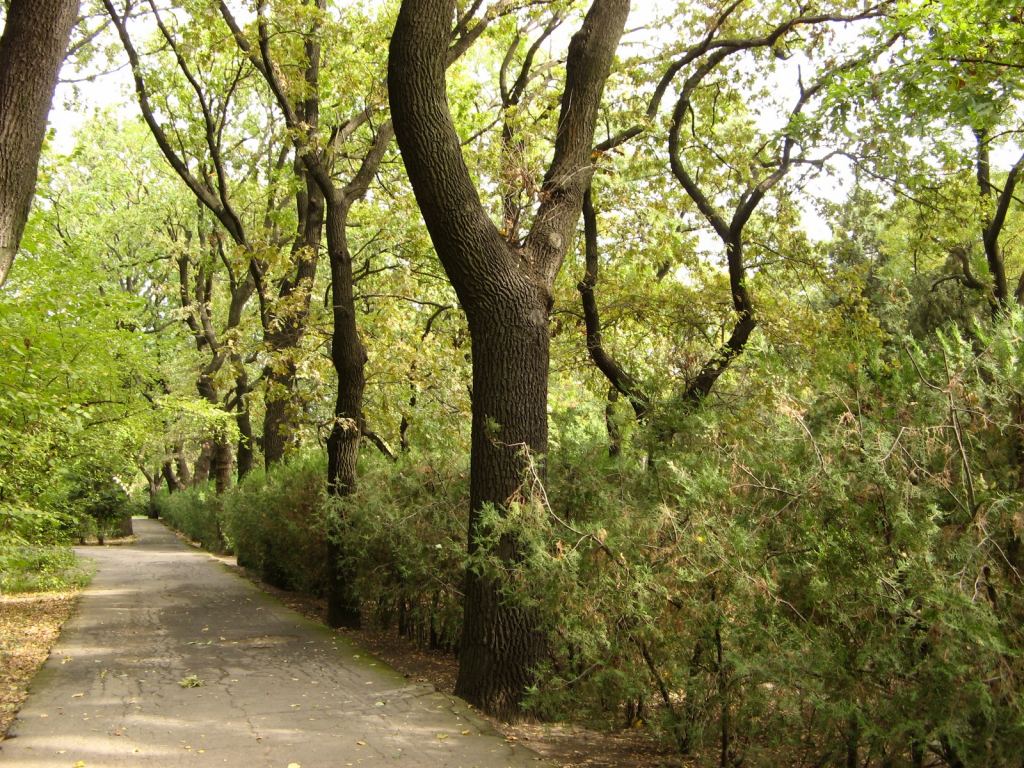 Одна из многочисленных аллей - Одесский Ботанический сад осенью