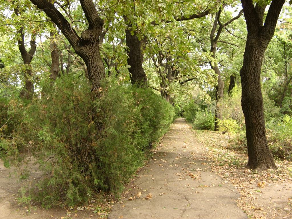 Главная аллея от входных ворот - Одесский Ботанический сад осенью