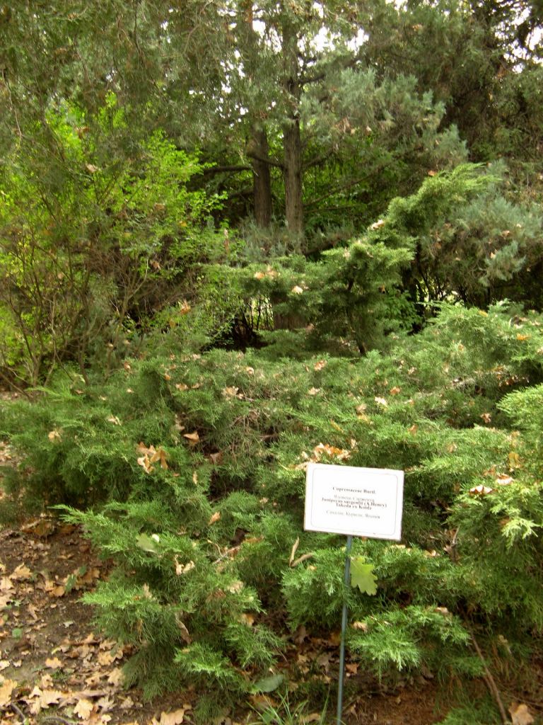 Полянка можжевельников - Одесский Ботанический сад осенью