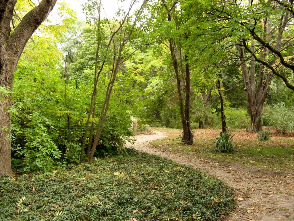 Одна из особенностей ботанического сада - стелющийся по земле плющ вместо травы - Одесский Ботанический сад осенью