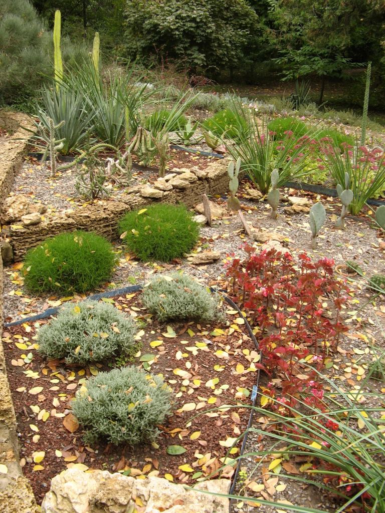 Почти все растения этой клумбы на зиму уберут в оранжереи - Одесский Ботанический сад осенью