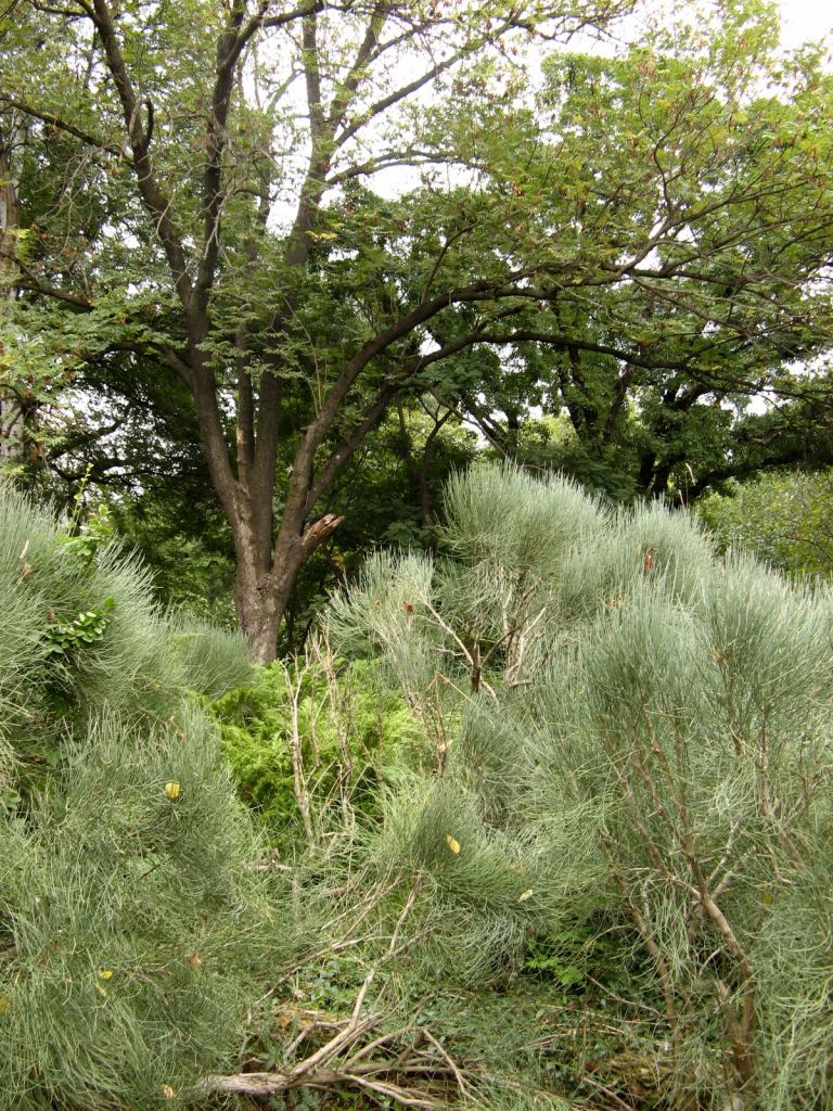 Необычная сосна - Одесский Ботанический сад осенью